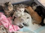 Maine Coon mix kittens - Maine Coon Kitten For Sale - Gurnee&comma; IL&comma; US