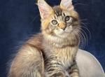 Brown Tabby Boy - Maine Coon Kitten For Sale - Bal Harbour&comma; FL&comma; US