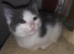 Smokey - Domestic Kitten For Adoption - Phila&comma; PA&comma; US