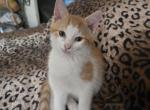 Kenny - Domestic Kitten For Sale - Charlton&comma; MA&comma; US
