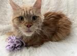 SABINE RED MAINE COON ADULT - Maine Coon Cat For Sale/Retired Breeding - Warren&comma; OH&comma; US