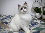 Ginerva - Ragdoll Cat For Sale - Tuscaloosa&comma; AL&comma; US