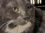 Lovable Tapi - Domestic Cat For Adoption - 