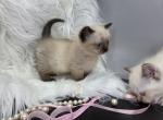 Munchkins and munchkin folds - Munchkin Kitten For Sale - Sacramento&comma; CA&comma; US