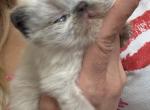 Maria - Persian Kitten For Sale - Worcester&comma; MA&comma; US