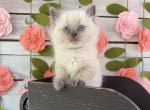 Cricket - Ragdoll Kitten For Sale - FL&comma; US