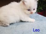 Leo - Ragdoll Kitten For Sale - Clifton&comma; NJ&comma; US