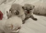Ziba last litter - Persian Kitten For Sale - Walkersville&comma; MD&comma; US