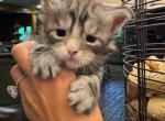 Blossom - Maine Coon Kitten For Sale - 