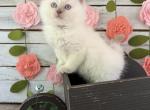 Hummingbird - Ragdoll Kitten For Sale - FL&comma; US