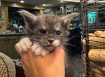 Brooks - Maine Coon Kitten For Sale - 