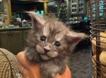 Bud - Maine Coon Kitten For Sale - 