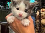 Bentley - Maine Coon Kitten For Sale - 