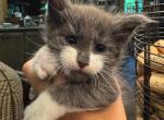Beau - Maine Coon Kitten For Sale - Rogersville&comma; MO&comma; US