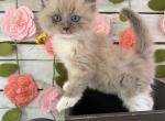 Bumblebee - Ragdoll Kitten For Sale - FL&comma; US
