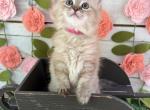 Ladybug - Ragdoll Kitten For Sale - FL&comma; US