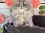 Bougie - Persian Kitten For Sale - FL&comma; US