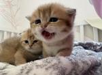 British short hair mid may - British Shorthair Kitten For Sale - 