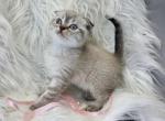 Scottish cross - Scottish Fold Kitten For Sale - Sacramento&comma; CA&comma; US