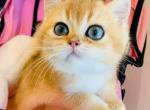 handsome - British Shorthair Kitten For Sale - 