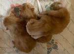 Foxy's - Norwegian Forest Kitten For Sale - Arpin&comma; WI&comma; US
