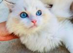 Lucky sundae - Ragdoll Kitten For Sale - Irvine&comma; CA&comma; US