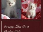 Marshmello - Ragdoll Kitten For Adoption - Hghlnds Ranch&comma; CO&comma; US