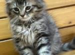 King Huge Barbos Mix Maine Coon & Ragdoll - Maine Coon Kitten For Sale - 