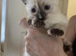 A gorgeous little calico girl - Balinese Kitten For Sale - Worcester&comma; MA&comma; US