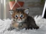Maine Coon kittens  TICA Registered - Maine Coon Kitten For Sale - Manchester&comma; NH&comma; US