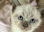 A male - Siamese Kitten For Sale - 