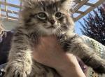 King Huge Barbos Mix Maine Coon & Ragdoll - Maine Coon Kitten For Adoption - 