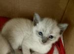 Q female - Siamese Kitten For Sale - Catasauqua&comma; PA&comma; US