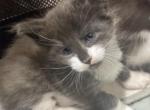 Beau - Maine Coon Kitten For Sale - Rogersville&comma; MO&comma; US