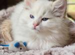 Flame point - Ragdoll Kitten For Sale - Farmville&comma; VA&comma; US