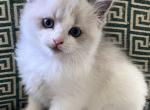 ON HOLD F3 - Ragdoll Kitten For Sale - Dayton&comma; MD&comma; US
