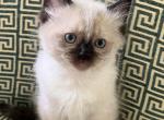 Enzo M2 - Ragdoll Kitten For Sale - Dayton&comma; MD&comma; US