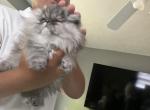Black Smoke - Persian Kitten For Sale - Villa Rica&comma; GA&comma; US
