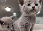 New Russian Blue Litter - Russian Blue Kitten For Sale - Ashburn&comma; VA&comma; US