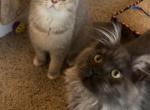Smoke - Maine Coon Kitten For Sale - Johns Creek&comma; GA&comma; US
