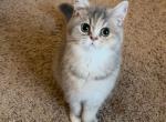 Lilac - British Shorthair Kitten For Sale - Johns Creek&comma; GA&comma; US