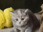 Blossom - Scottish Straight Kitten For Sale - North Richland Hills&comma; TX&comma; US