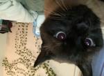 Sinbad lumpkin - Domestic Cat For Adoption - Rochester&comma; NY&comma; US