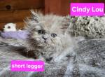 Cashew short legged minuet - Munchkin Kitten For Sale - Monroe&comma; NY&comma; US