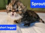 Sprout short legged minuet - Munchkin Cat For Sale - Monroe&comma; NY&comma; US