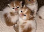 Persian babies - Persian Kitten For Sale - Los Angeles&comma; CA&comma; US