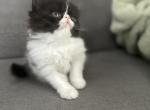 C f a black bicolor male persian kitten - Persian Kitten For Sale - Woodburn&comma; IN&comma; US