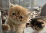 Cfa extreme red tabby male - Persian Kitten For Sale - Woodburn&comma; IN&comma; US