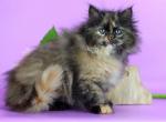 Dynya - Siberian Kitten For Sale - Pembroke Pines&comma; FL&comma; US