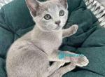Kai - Russian Blue Kitten For Sale - Hollywood&comma; FL&comma; US
